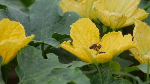 Bee collecting nectar on yellow zucchini flowers amid dense green garden leaves. Stock Footage 345600643