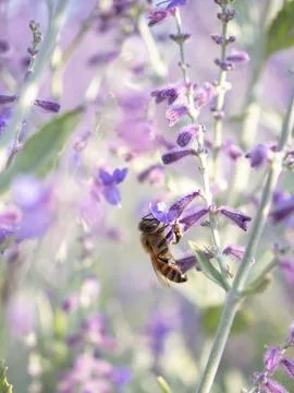 Bee collecting nectars from a flower Stock-Fotos