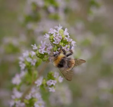 Bee collecting Stock Photos