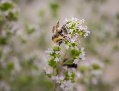 Bee collecting Stock Photos