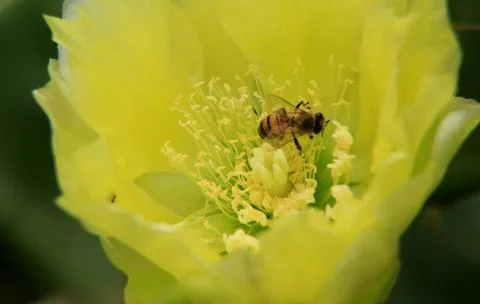 Bee collecting polemic Stock Photos