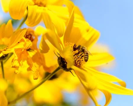 Bee collecting polen from yellow flowers Stock Photos