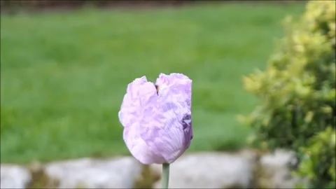 Bee Collecting Pollen 2 Stock Footage 231869142