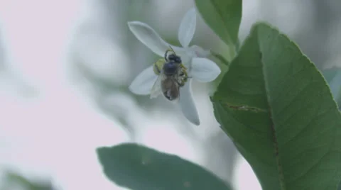 Bee collecting pollen at 225fps Stock Footage 36490201