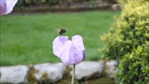 Bee Collecting Pollen 3 Stock Footage 231869407