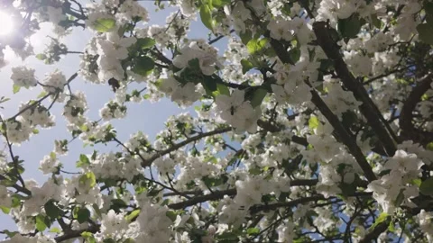 Bee collecting pollen among fresh flowering branches of a blooming apple tree Stock Footage 344810100
