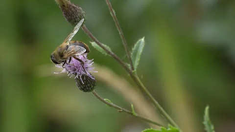 Bee Collecting Pollen and Flying Away on a Purple Wildflower in 4K Slow Motion Stock Footage 341590064