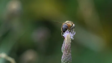 Bee Collecting Pollen and Flying Away on a Flower in 4K Slow Motion Stock Footage 341590597