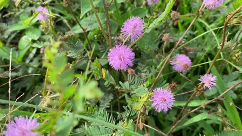 Bee is collecting pollen and nectar on Mimosa pudica flower Stock Footage 219242068
