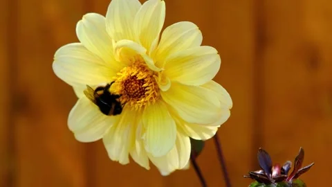 Bee collecting pollen and nectar from a yellow Dahlia flower Stock Footage 252069380