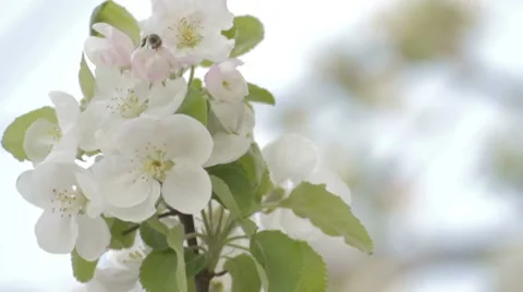 Bee collecting pollen from apple tree  flowers Video stock 7753044