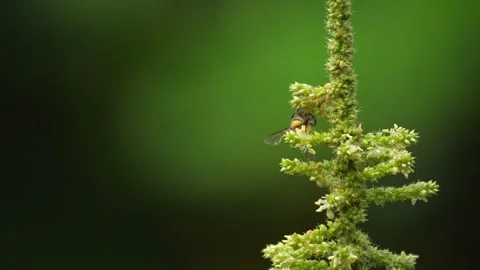 The bee is collecting pollen back to its nest Stock Footage 160554534