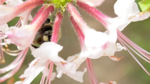Bee Collecting Pollen from Behind Flower Closeup Video stock 58188665