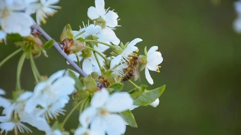 Bee collecting pollen from the blooming apple tree in springtime Stock Footage 74972235