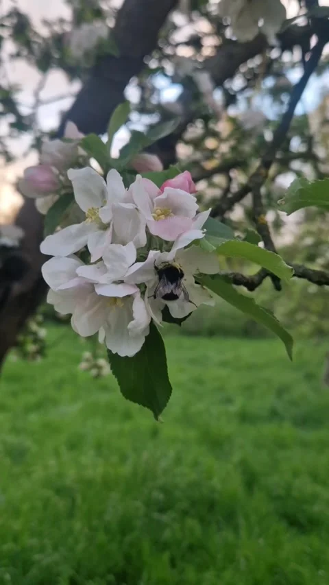 Bee Collecting Pollen on Blooming Cherry Blossom Tree (Vertical Video) Stock Footage 340665830