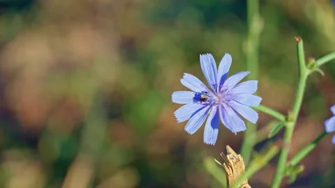 Bee collecting pollen on a blue chicory flower in close-up 스톡 동영상 345480632