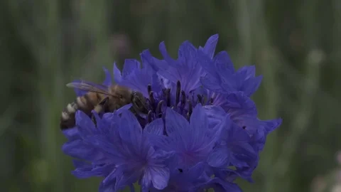 Bee Collecting  Pollen  from a blue cornflower Stock Footage 83314159