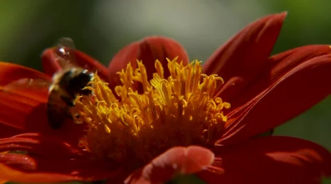 Bee collecting pollen from bright red flower Stock Footage 54593015