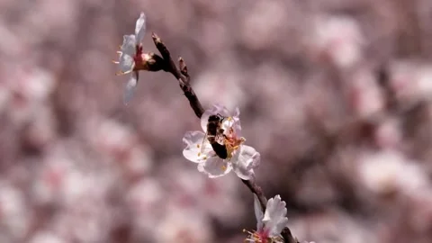 A bee collecting pollen from a cherry tree blossom Stock-Footage 234546958