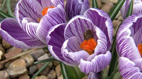 Bee collecting pollen from a crocus flower Stock Footage 26040925