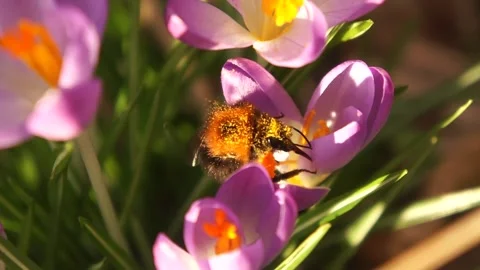 Bee Collecting Pollen on Crocus Flower. Spring Wildlife Video stock 306852269