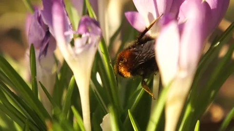 Bee Collecting Pollen on Crocus Flower. Spring Wildlife Stock Footage 306852280