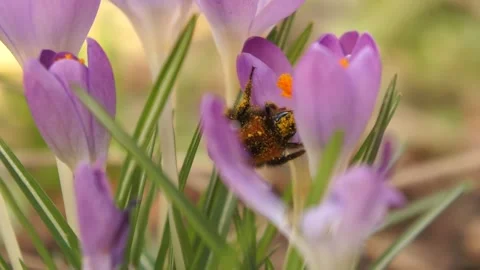 Bee Collecting Pollen on Crocus Flower. Spring Wildlife Stock Footage 306852630