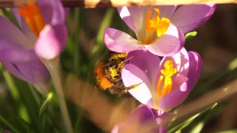 Bee Collecting Pollen on Crocus Flower. Spring Wildlife Stock Footage 306853175