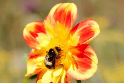 Bee collecting pollen from dahlia Stock Photos