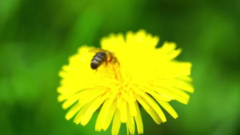 Bee collecting pollen from the dandelion. Close up Stock Footage 262427053
