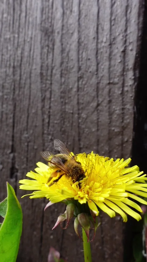 Bee collecting pollen on dandelion flower vertical format Stock Footage 336166336