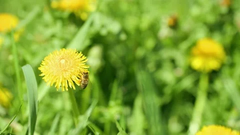 Bee collecting pollen from dandelion Stock Footage 230092884