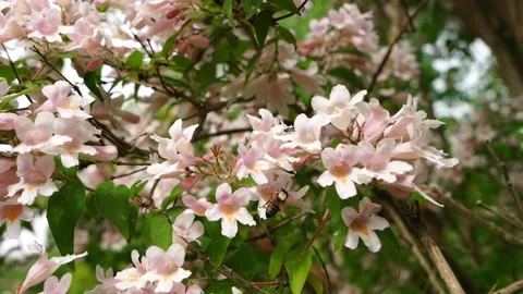 Bee collecting pollen on delicate soft pink flowers. Pollination process, Stock Footage 326004827