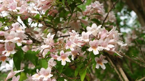Bee collecting pollen on delicate soft pink flowers. Pollination process Stock Footage 327523538