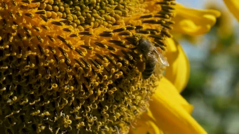 Bee collecting pollen from a flower close-up Видео 151808896