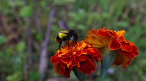 Bee collecting pollen from flower Stock Footage 62388609