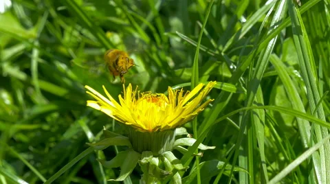Bee collecting pollen from flower. Stock Footage 63290526