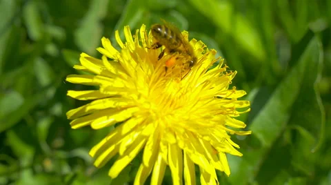 Bee collecting pollen from flower. Stock Footage 63290795