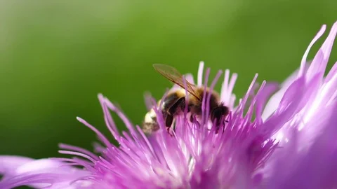 Bee collecting pollen on the flower Stock Footage 76349682