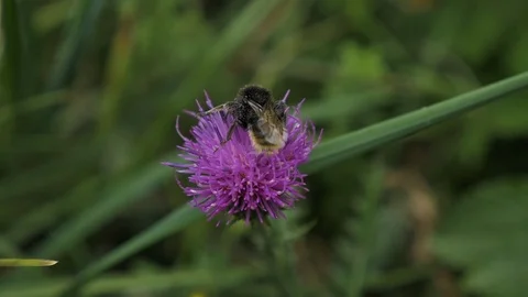 Bee collecting pollen from flower Stock Footage 106202508