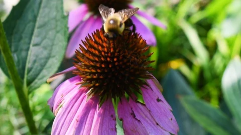 Bee collecting pollen on a flower Stock Footage 128148916