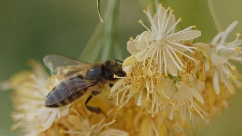 Bee collecting pollen from a flower of the tree Stock Footage 103790875