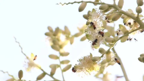 Bee collecting pollen from flowers Stock Footage 70918784