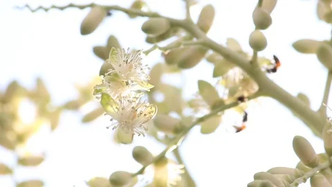 Bee collecting pollen from flowers Stock Footage 70918865