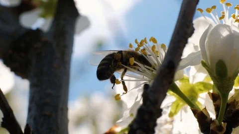 Bee collecting pollen from flowers Video stock 106790428