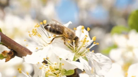 Bee collecting pollen from flowers Video stock 106790430