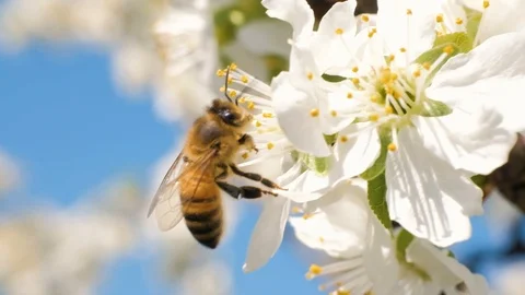 Bee collecting pollen from flowers Video stock 106790433