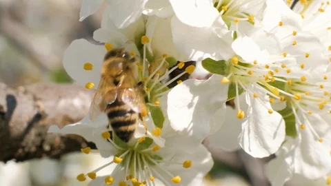 Bee collecting pollen from flowers Video stock 106790696