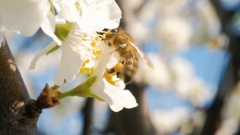 Bee collecting pollen from flowers Video stock 106791209