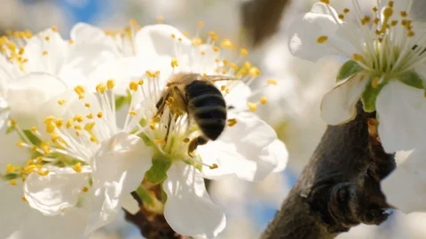 Bee collecting pollen from flowers Video stock 106791279